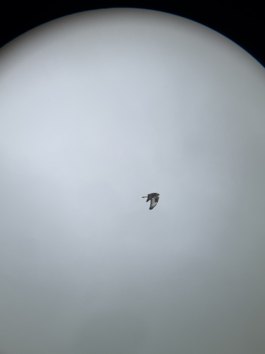 Rough-legged Hawk - ML646118585