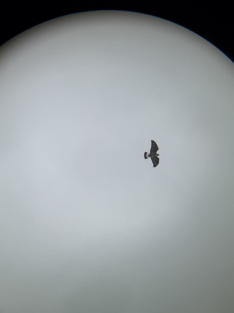 Rough-legged Hawk - ML646118586