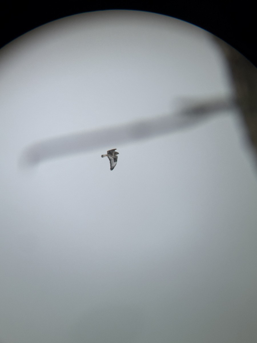 Rough-legged Hawk - ML646118587