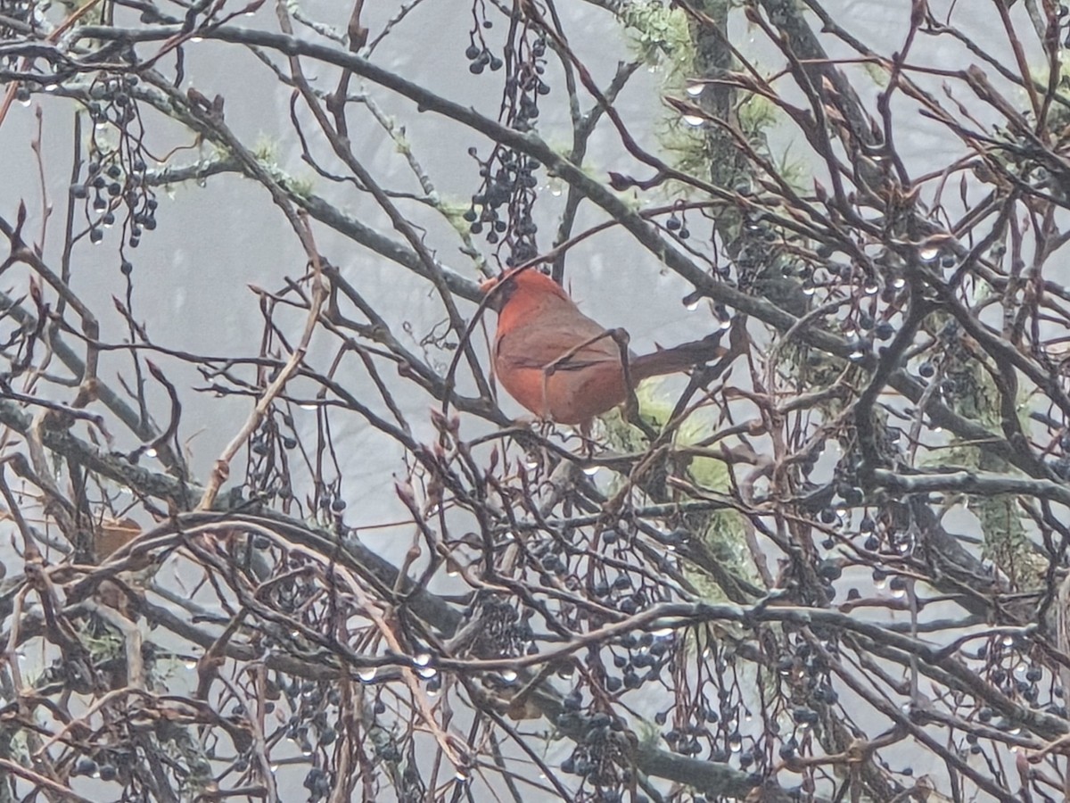 Northern Cardinal - ML646118589