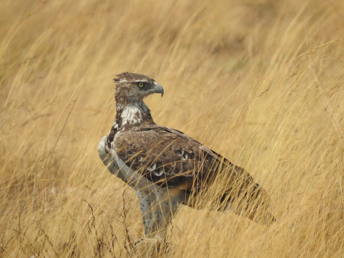 Martial Eagle - ML646118591