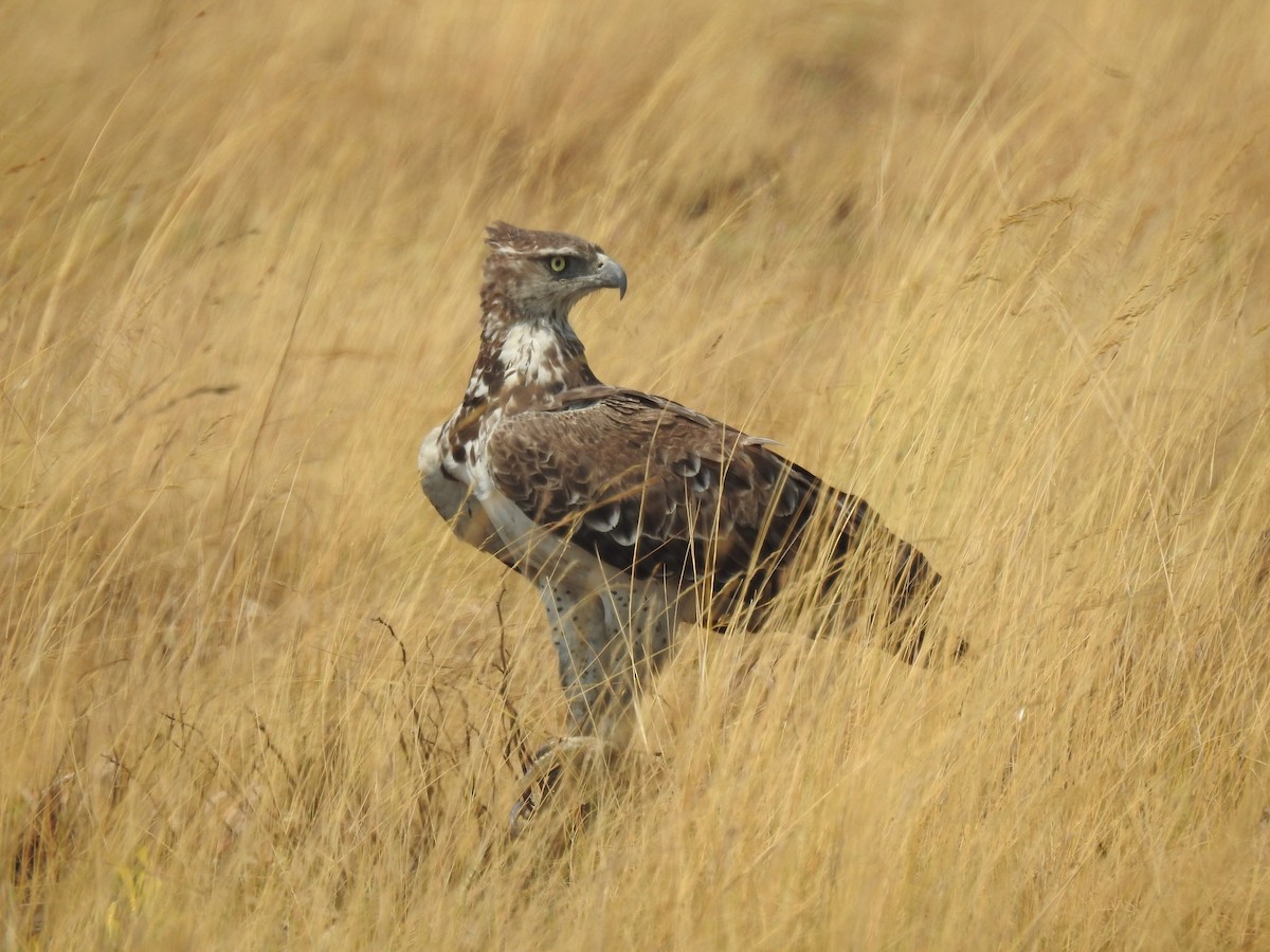Martial Eagle - ML646118592