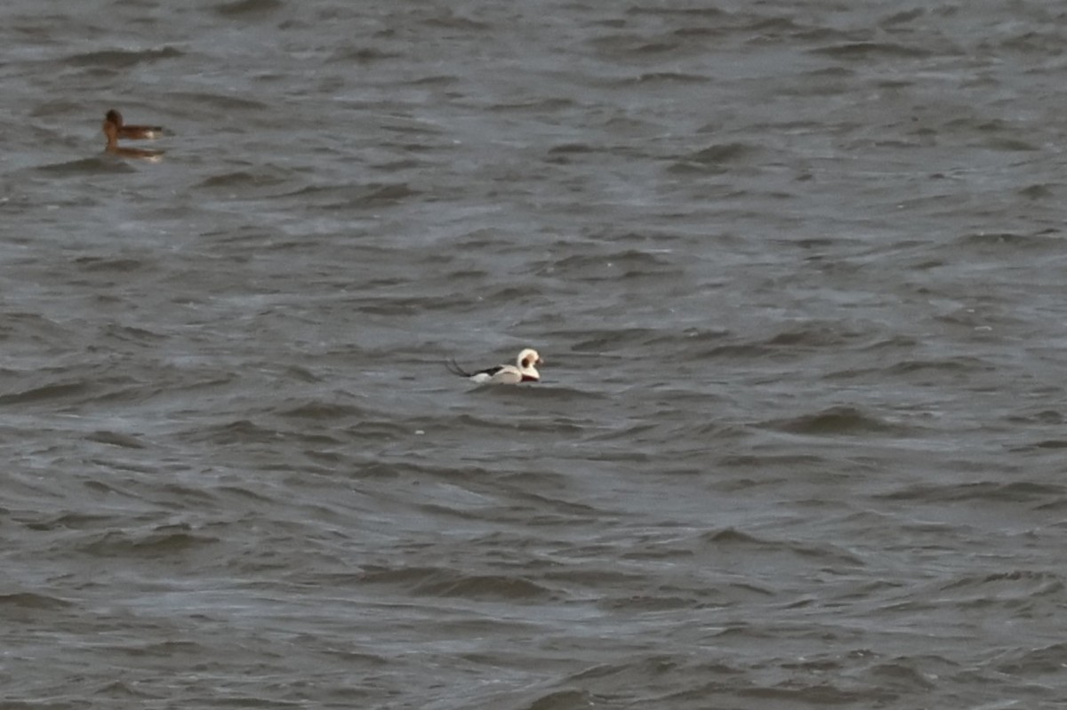 Long-tailed Duck - ML646118593