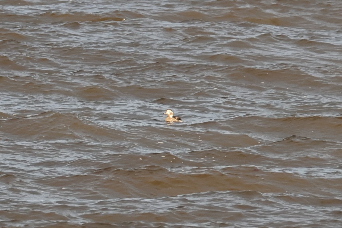 Long-tailed Duck - ML646118594
