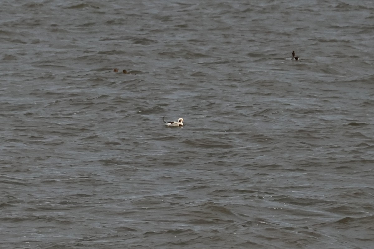 Long-tailed Duck - ML646118595