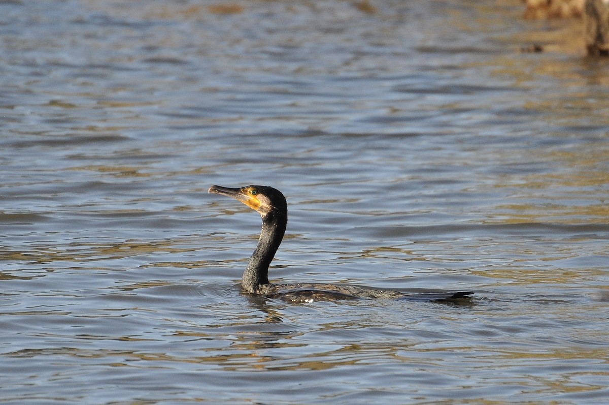 Great Cormorant - ML646118597
