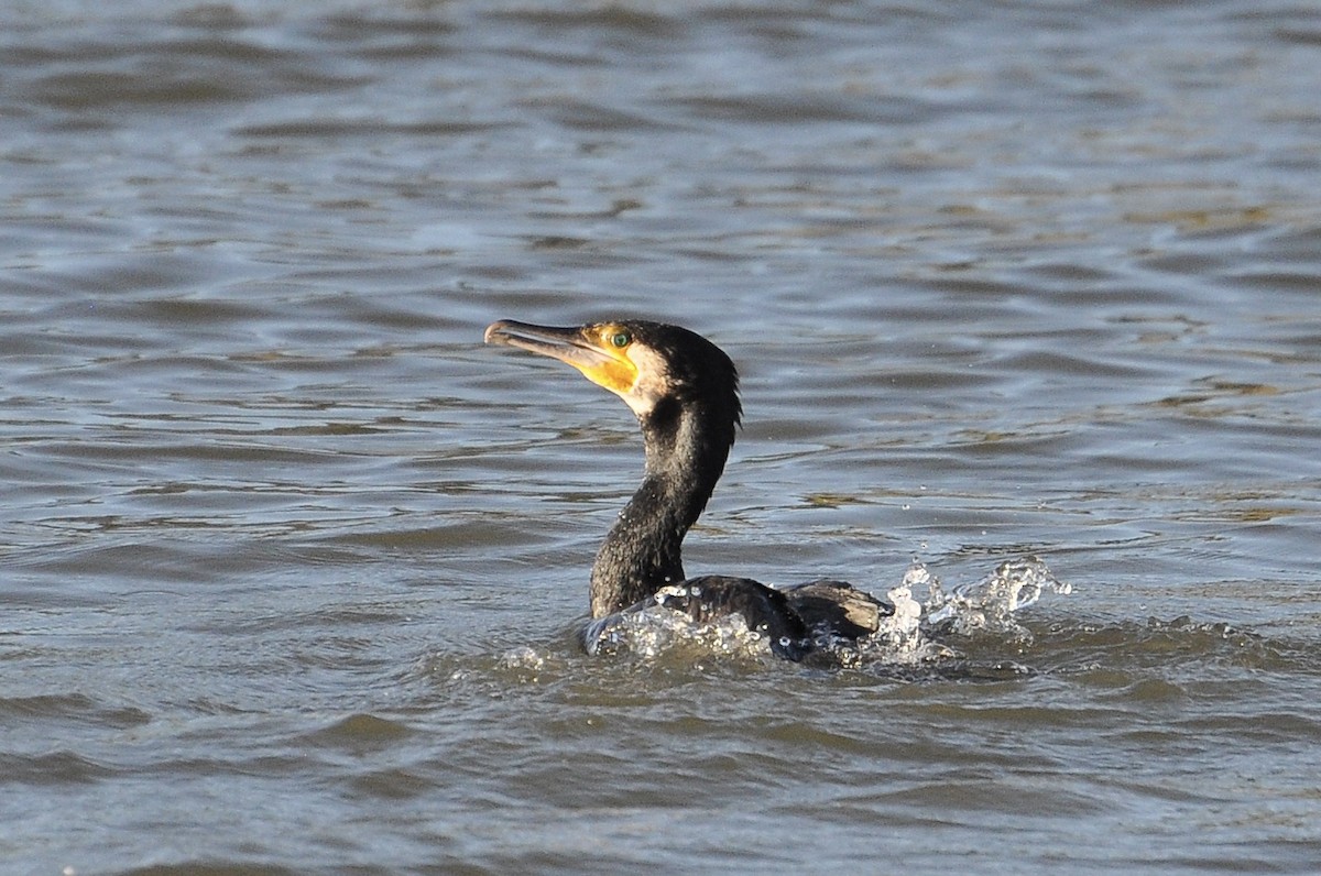 Great Cormorant - ML646118598