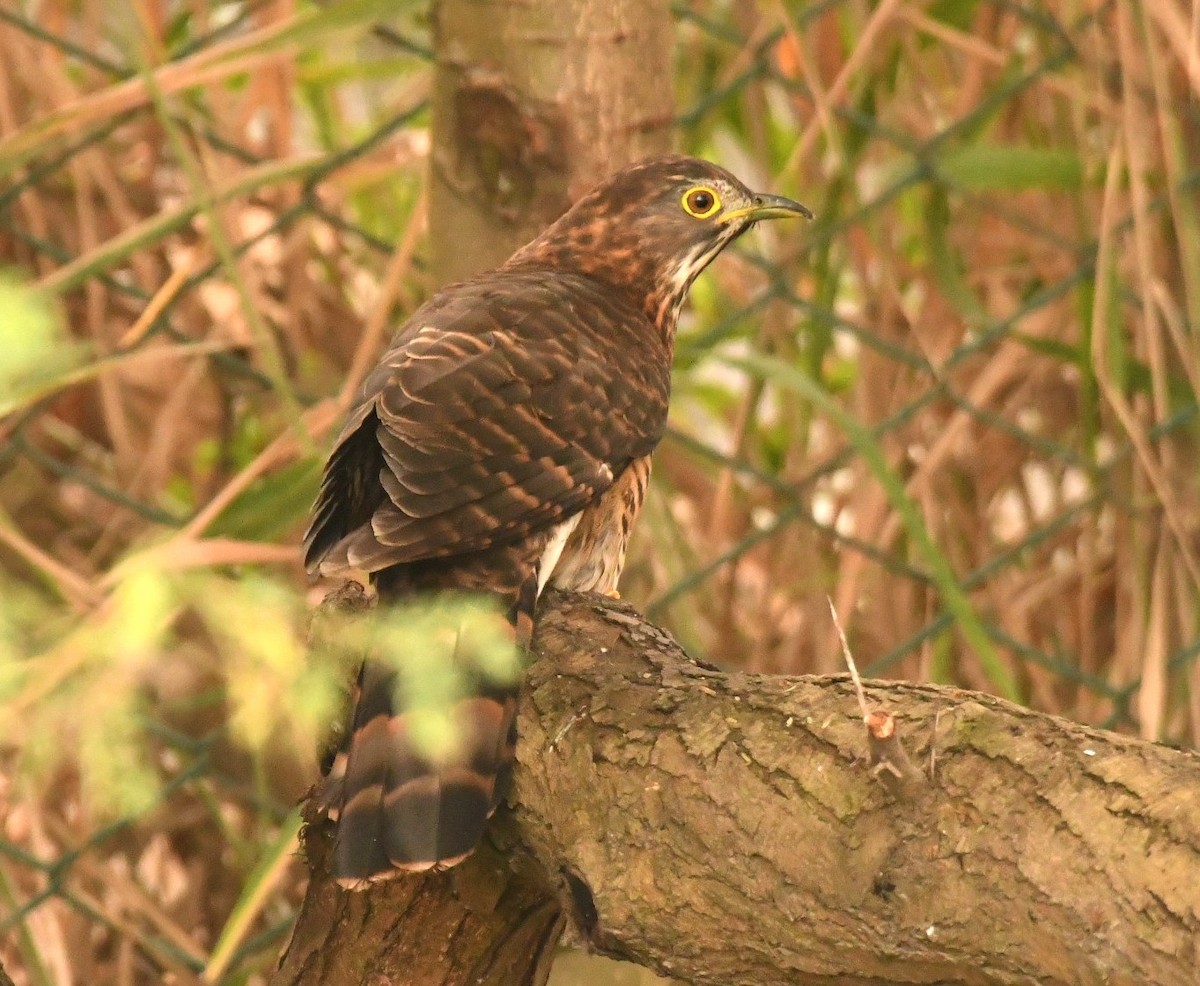 Large Hawk-Cuckoo - ML646118600
