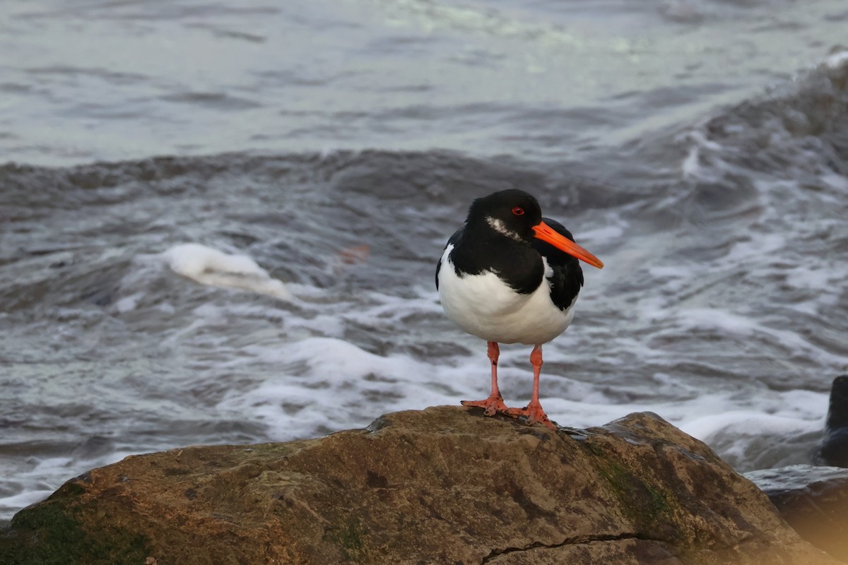 Eurasian Oystercatcher - ML646118606