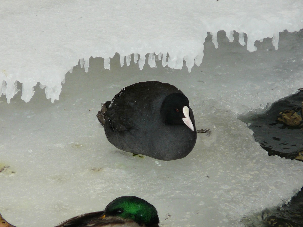 Eurasian Coot - ML646118607