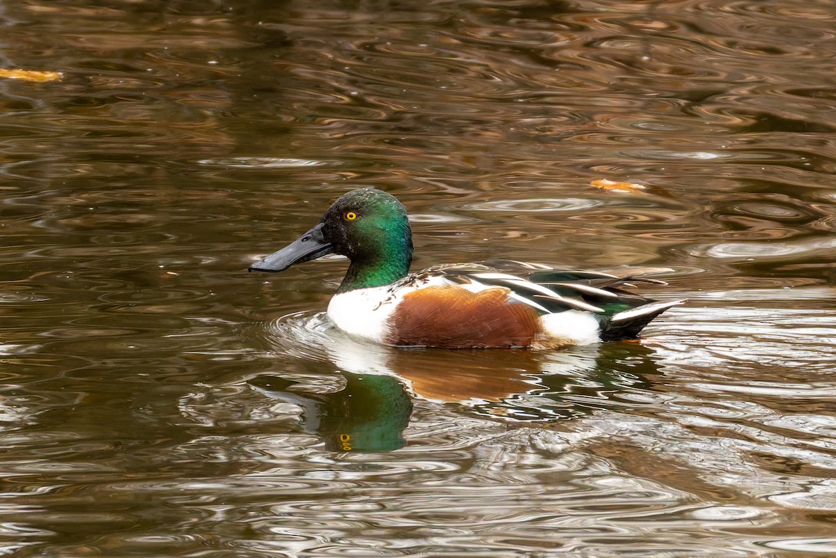Northern Shoveler - ML646118608