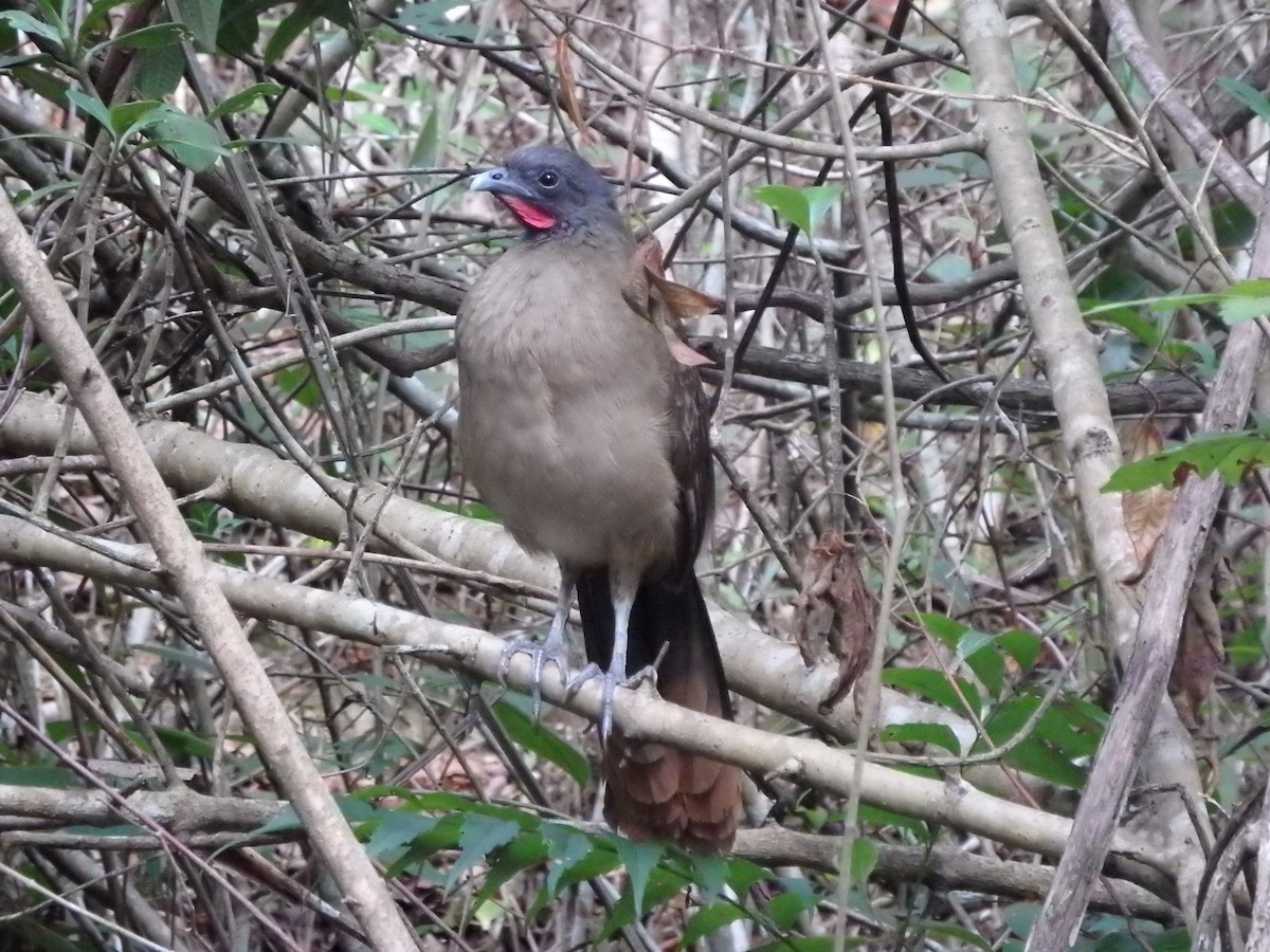 Чачалака рудогуза - ML646118609