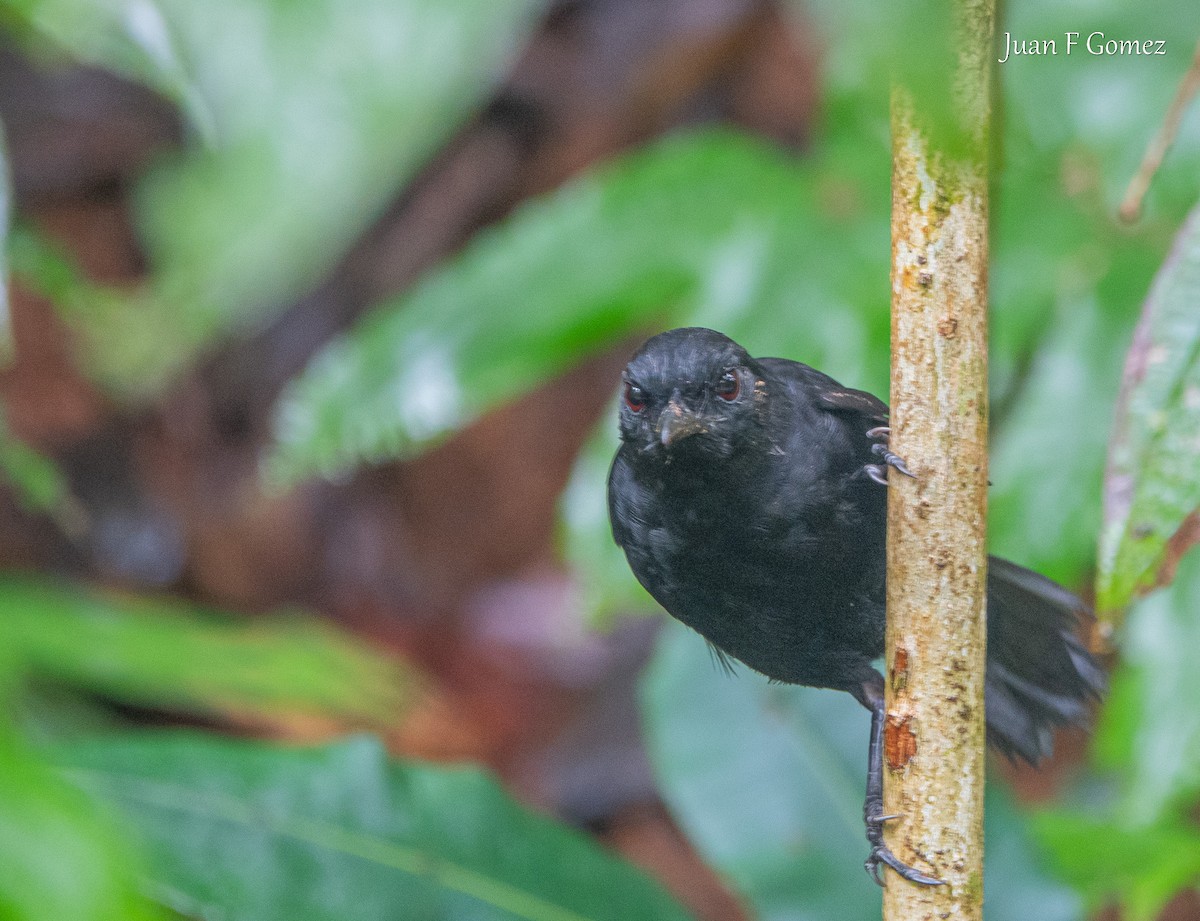 Stub-tailed Antbird - ML646118610