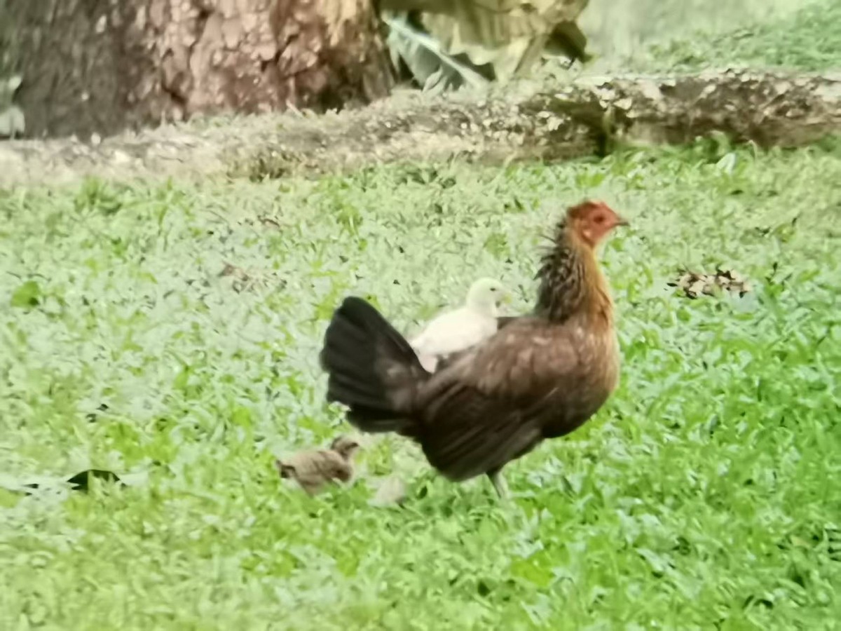 Red Junglefowl - ML646118611