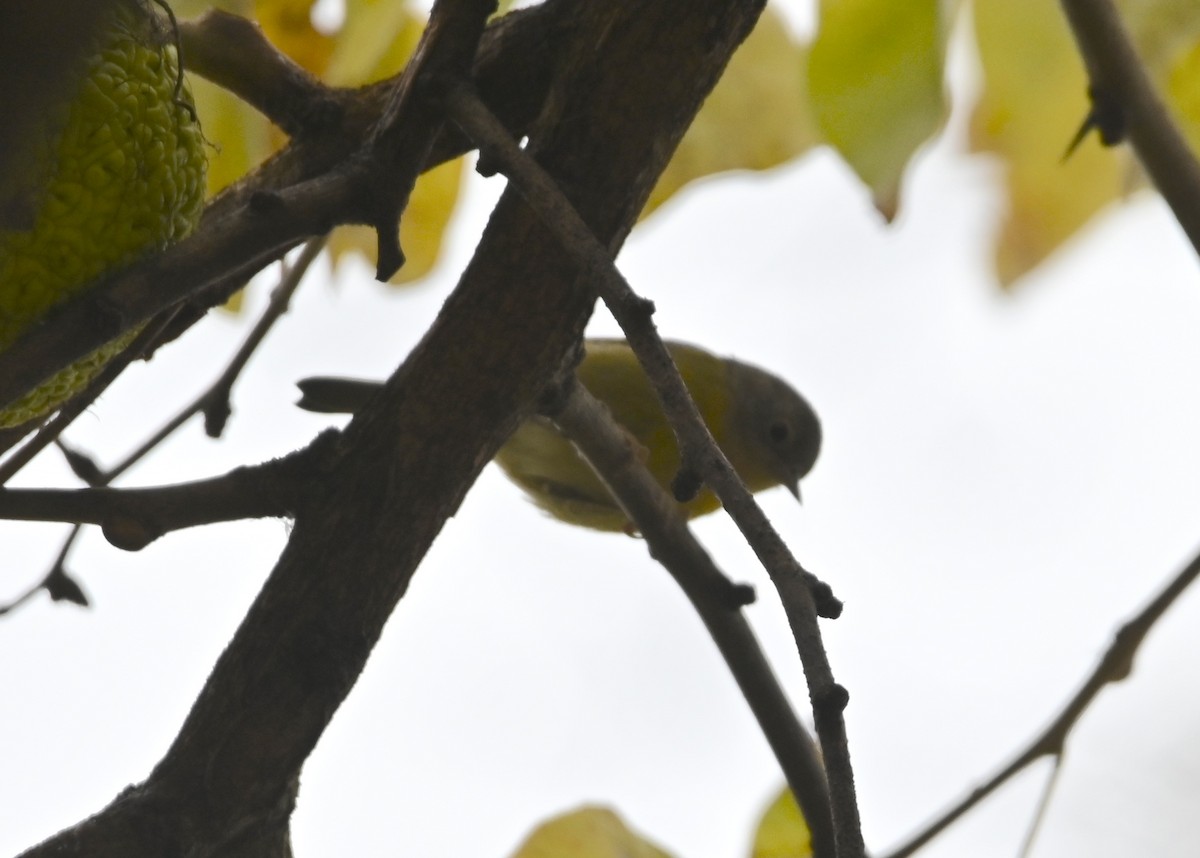 Nashville Warbler - ML646118613