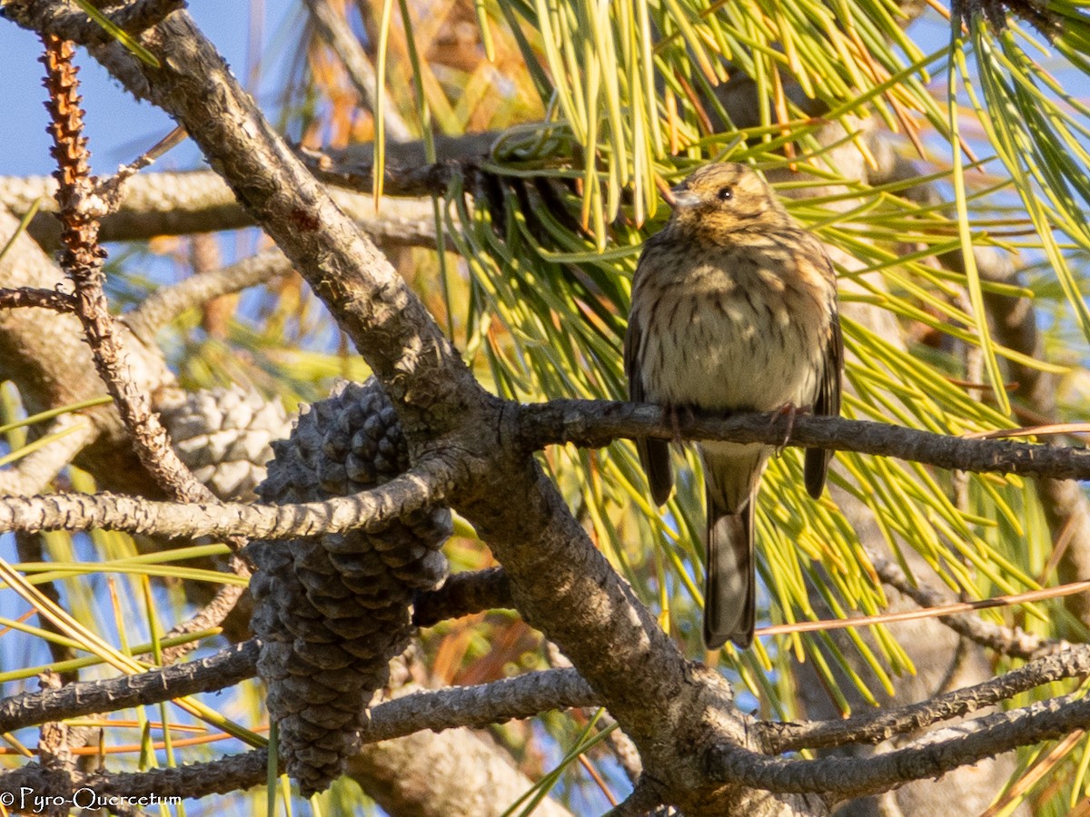 Cirl Bunting - ML646118614