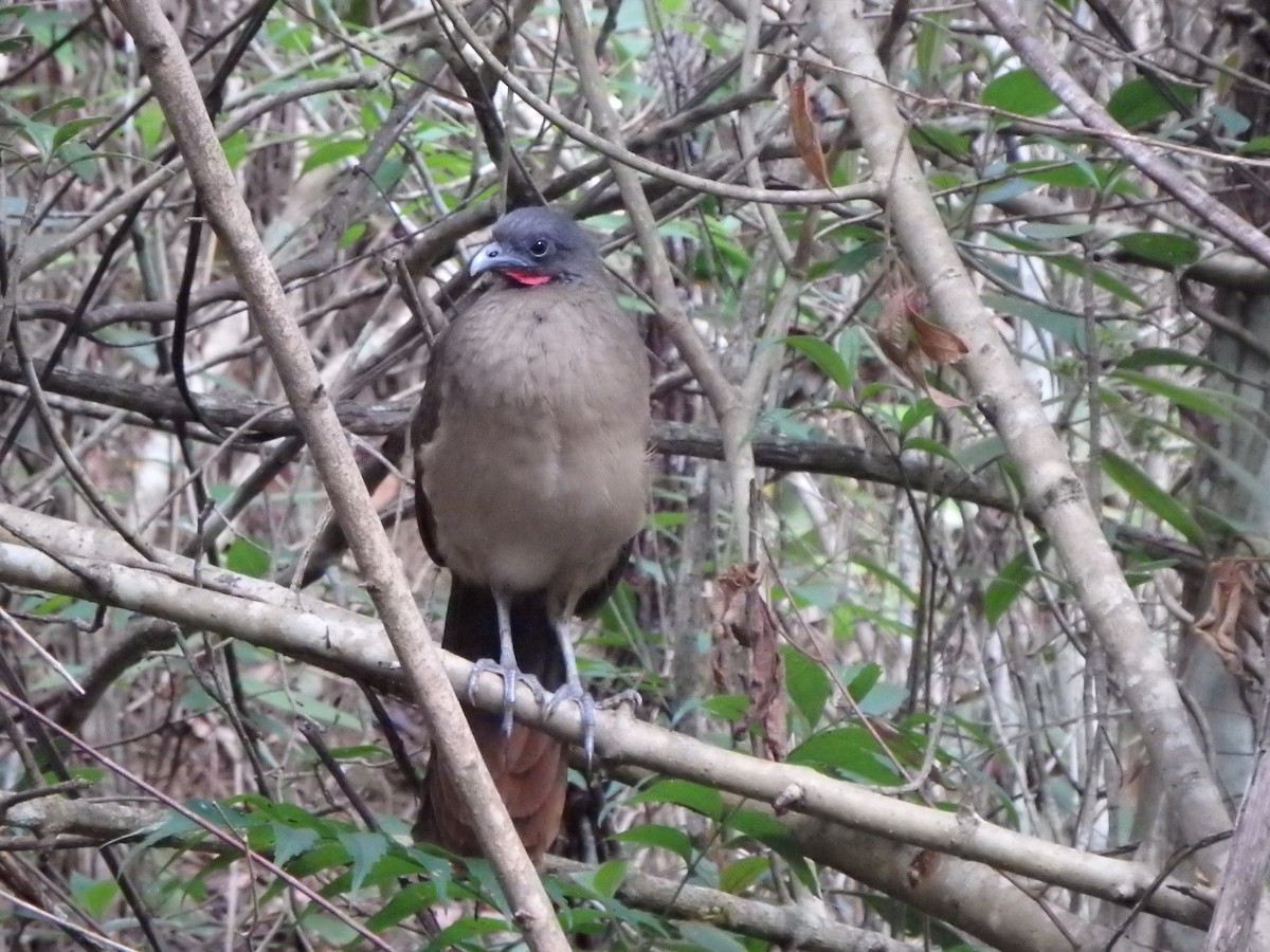 Чачалака рудогуза - ML646118615