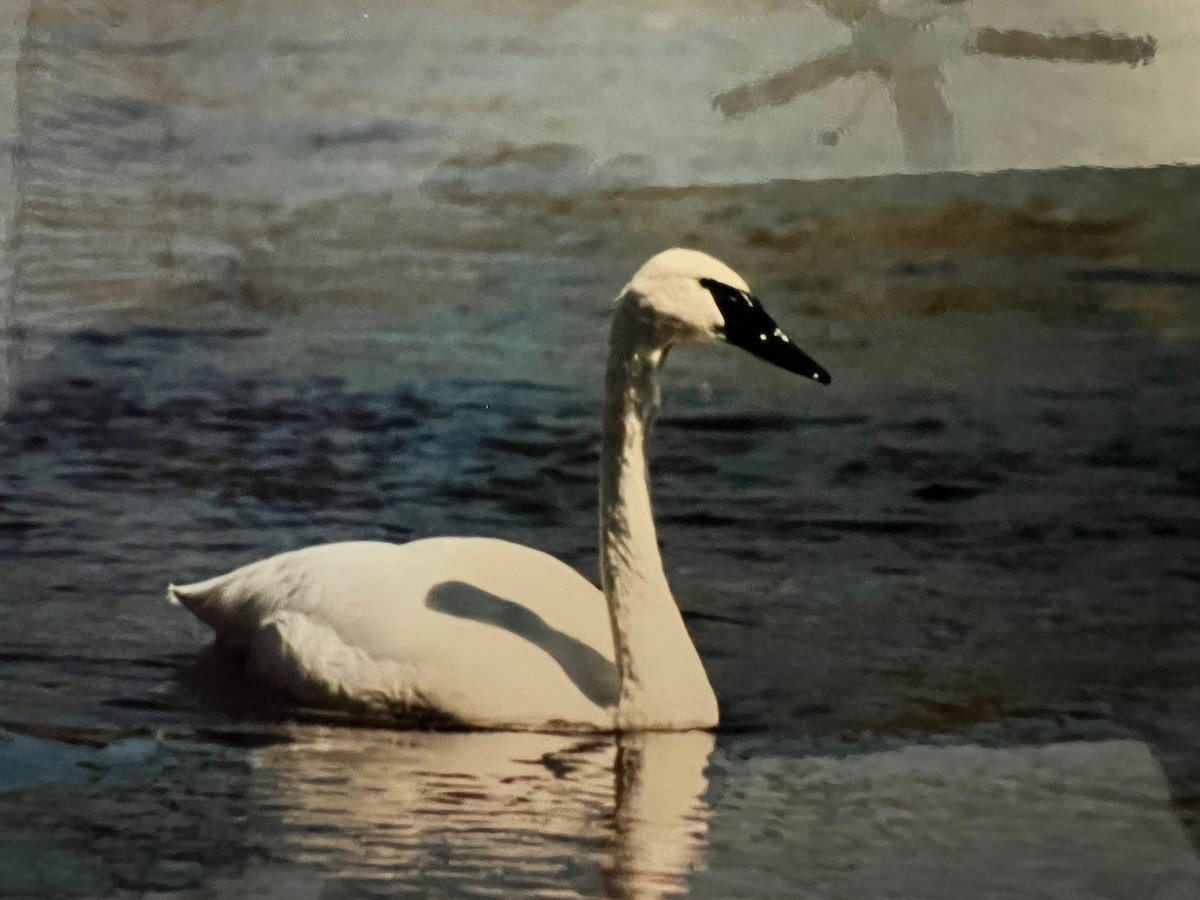 Trumpeter Swan - ML646118620