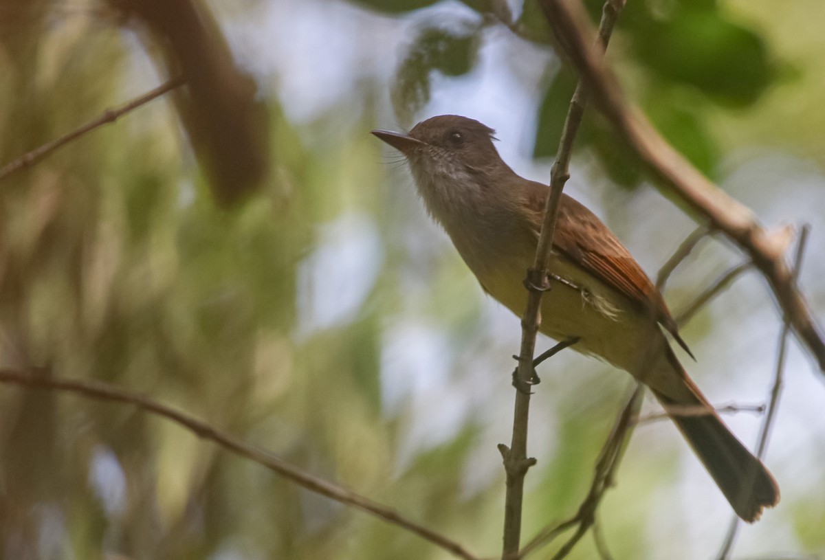Dusky-capped Flycatcher - ML646118624