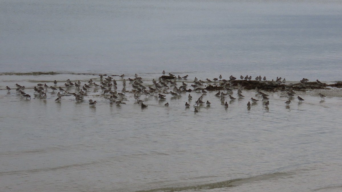 jespák obecný - ML646118627