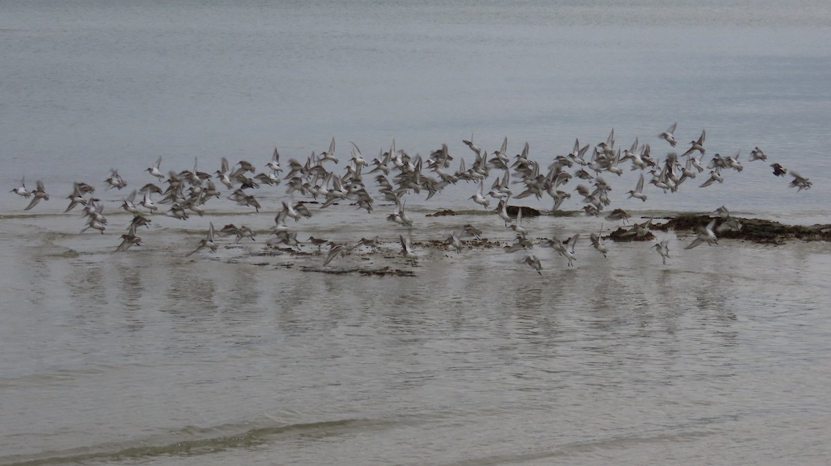 jespák obecný - ML646118628