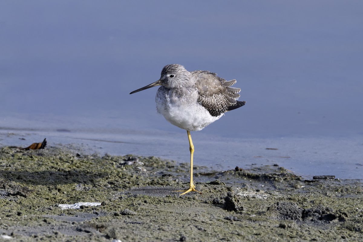 vodouš žlutonohý - ML646118631