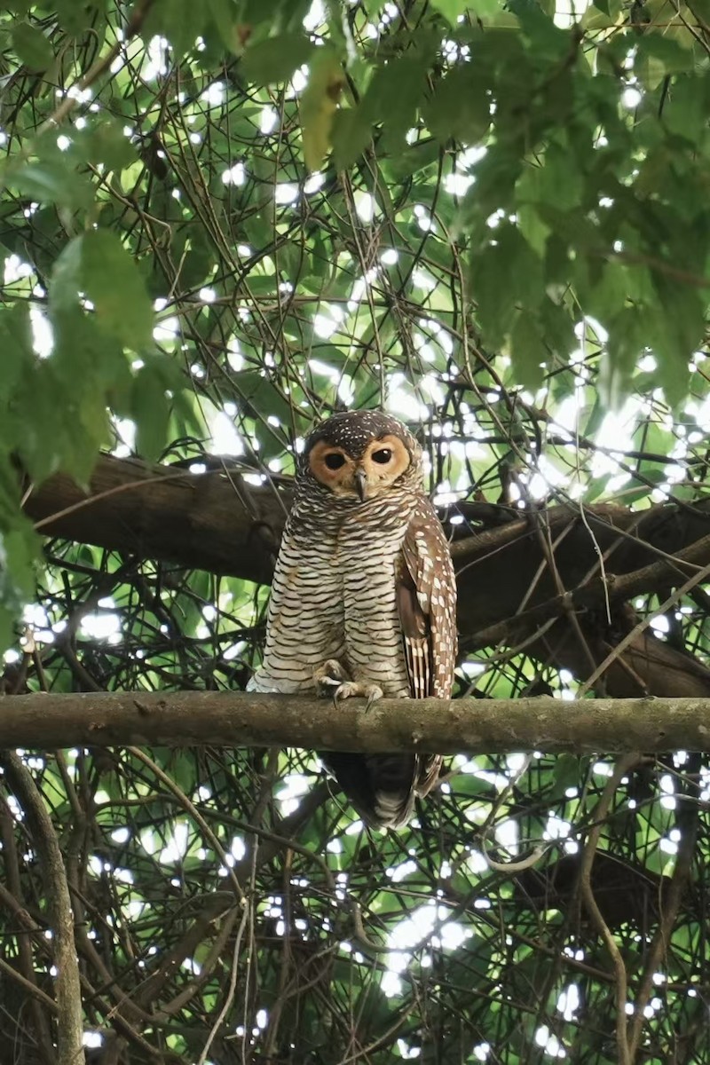 Spotted Wood-Owl - ML646118633