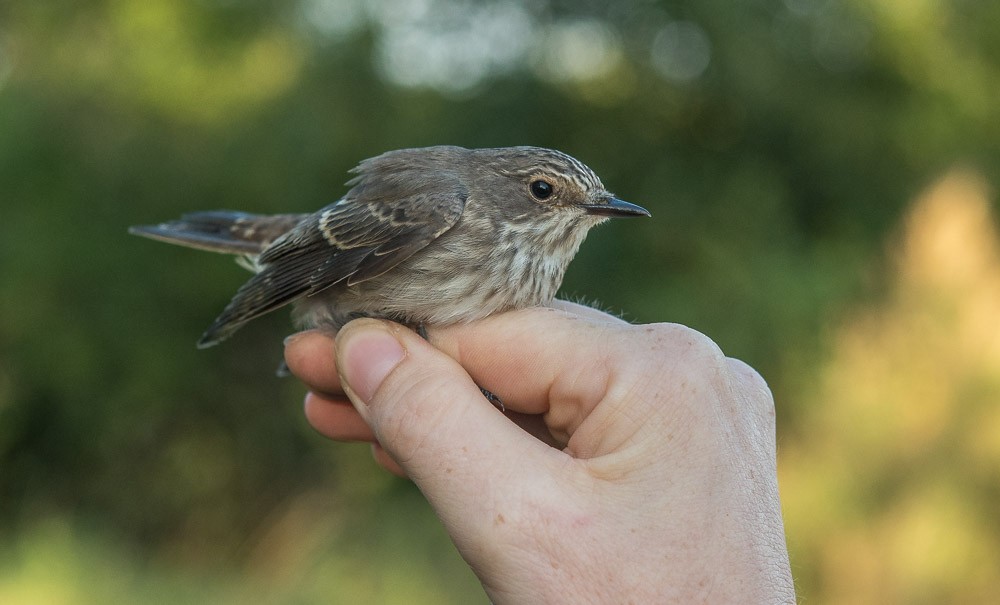Spotted Flycatcher - ML646118634