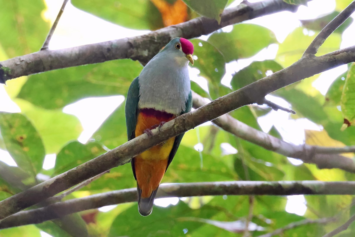 Beautiful Fruit-Dove - ML646118635