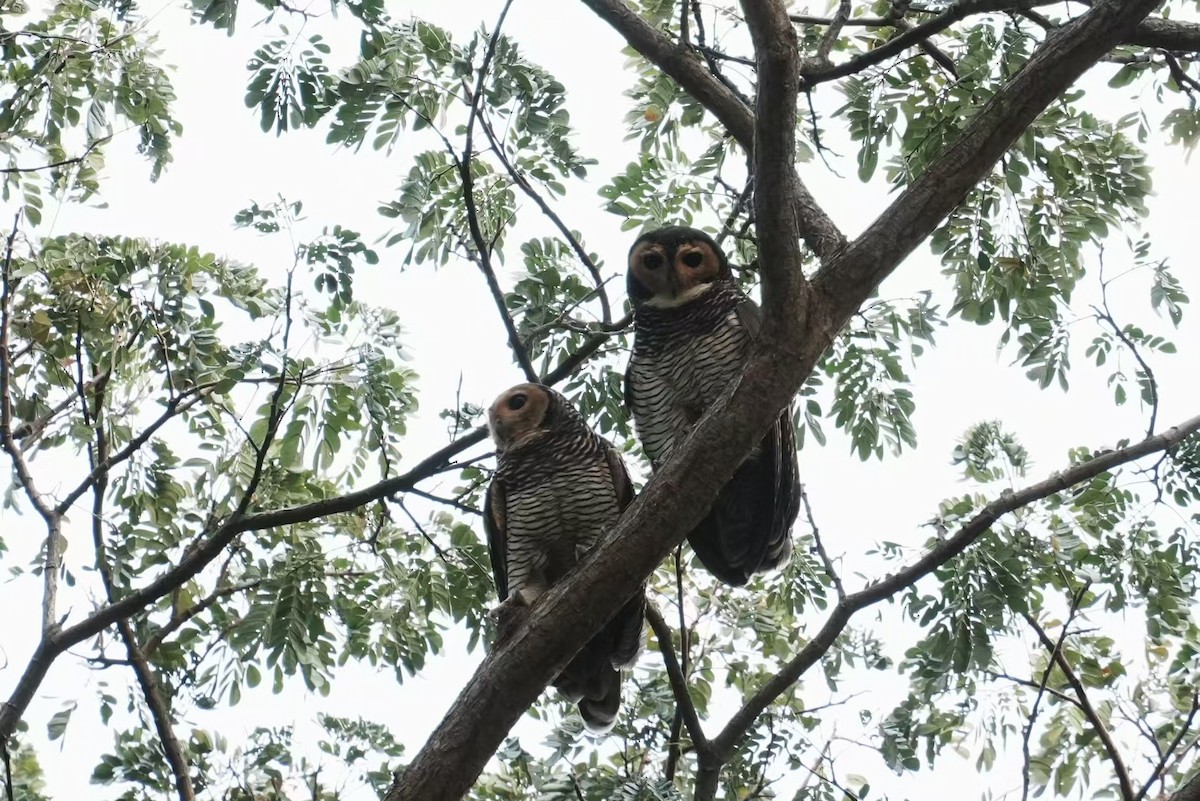 Spotted Wood-Owl - ML646118636