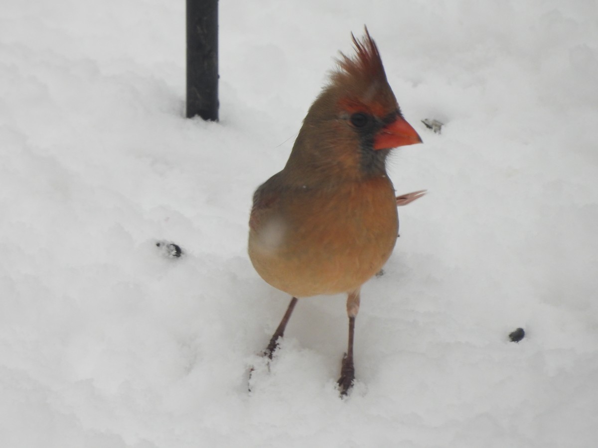Northern Cardinal - ML646118637