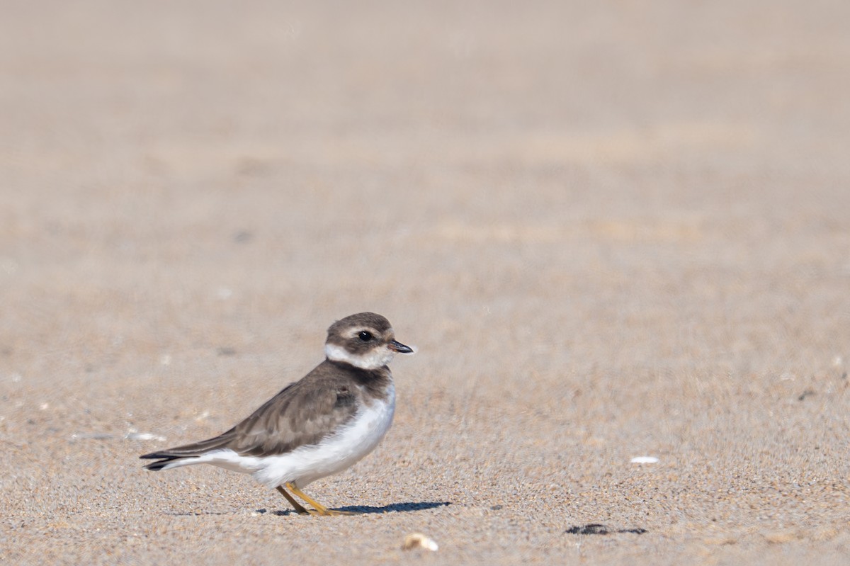 Semipalmated Plover - ML646118645