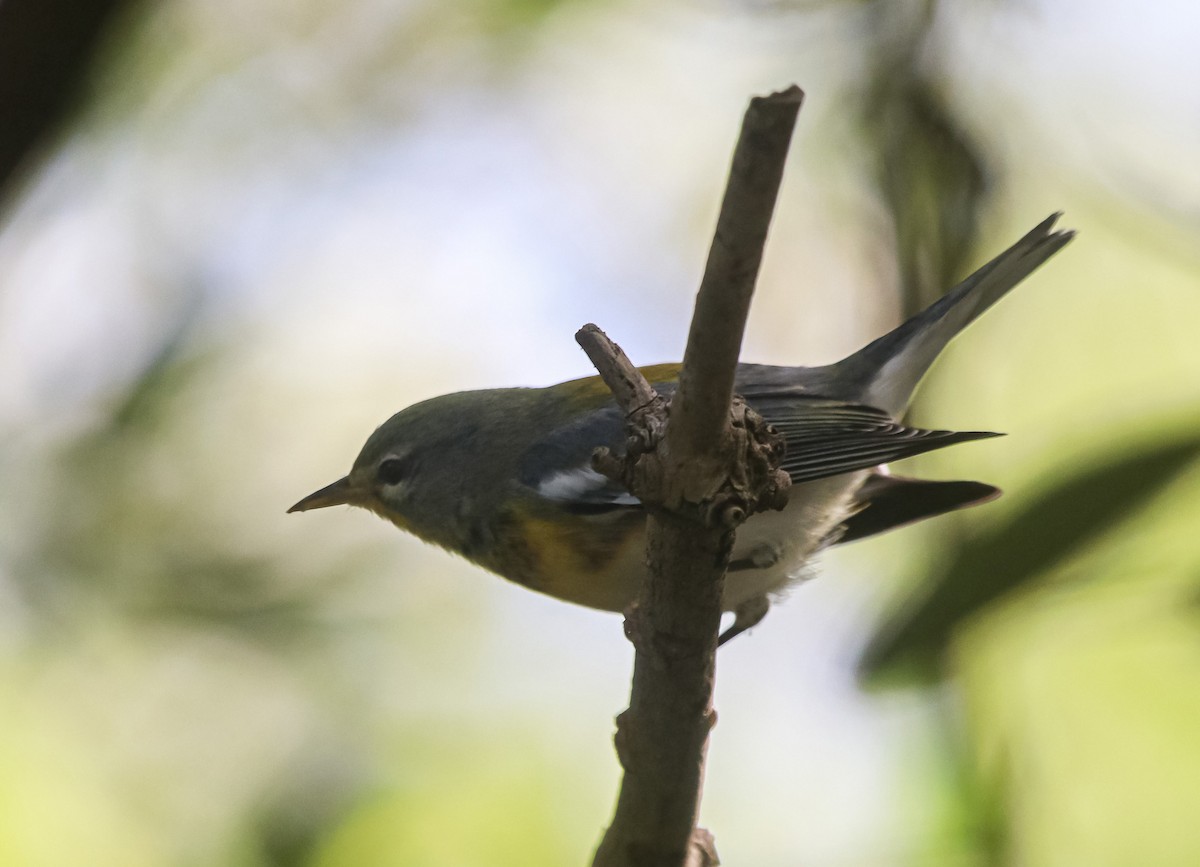 Northern Parula - ML646118647
