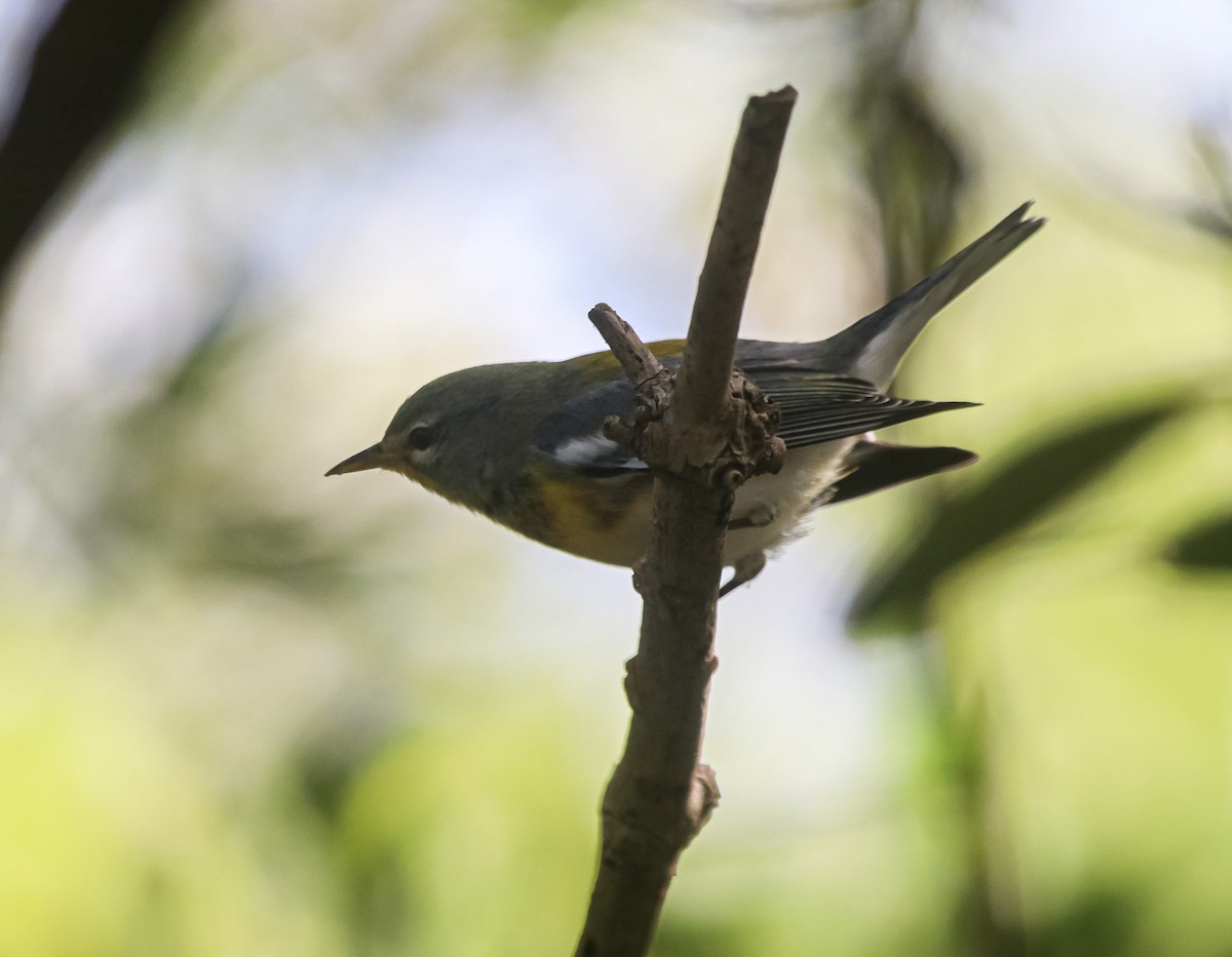 Northern Parula - ML646118648
