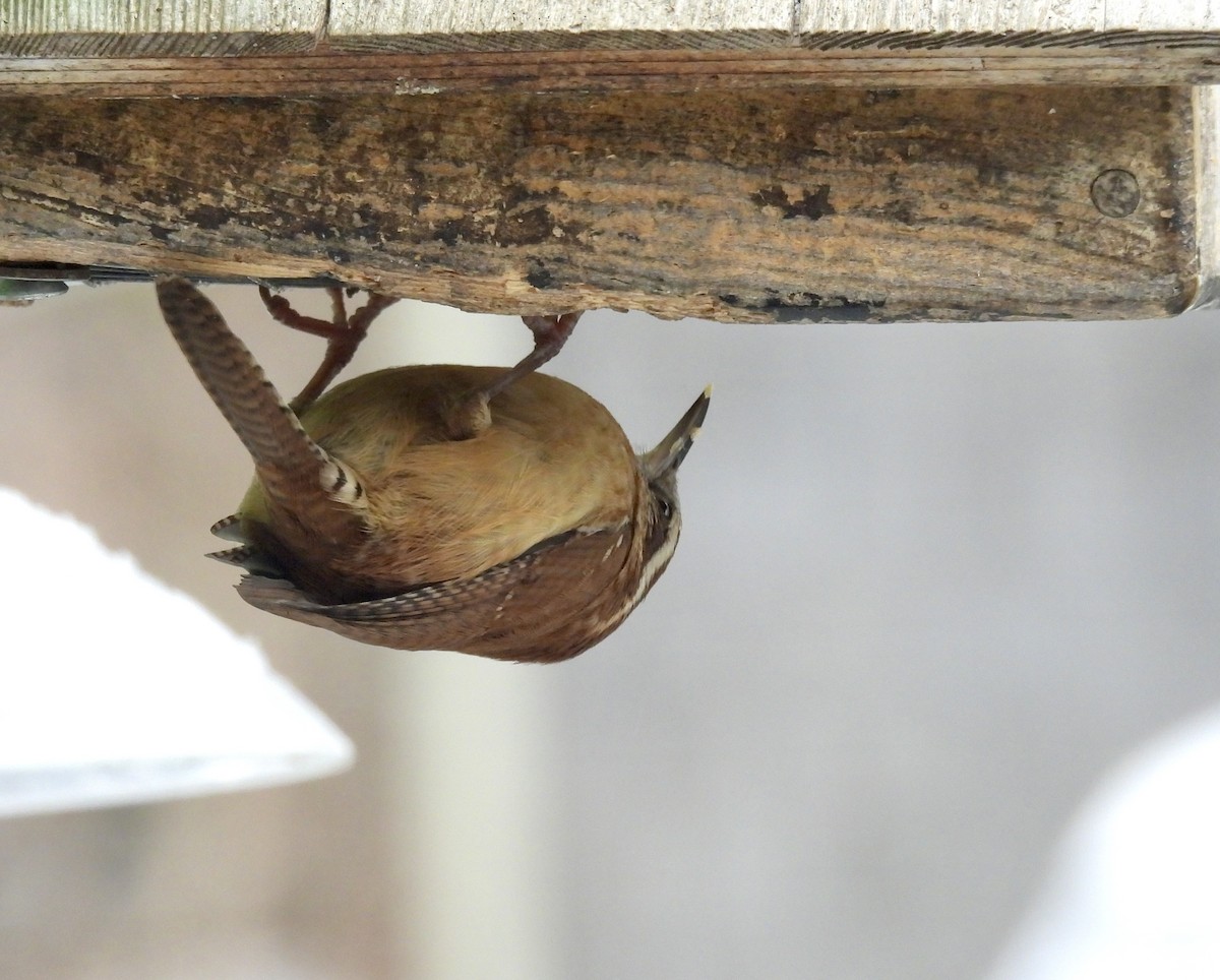 Carolina Wren - ML646118649