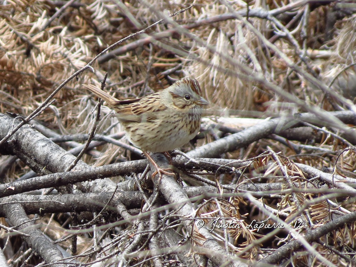 strnadec pruhohlavý - ML646118650