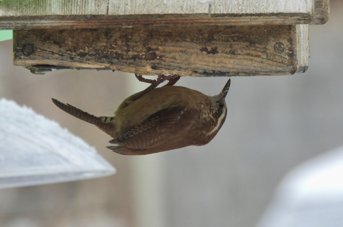 Carolina Wren - ML646118652