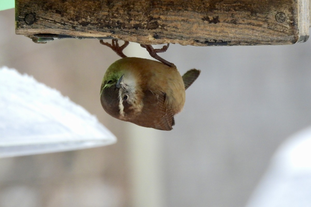 Carolina Wren - ML646118653