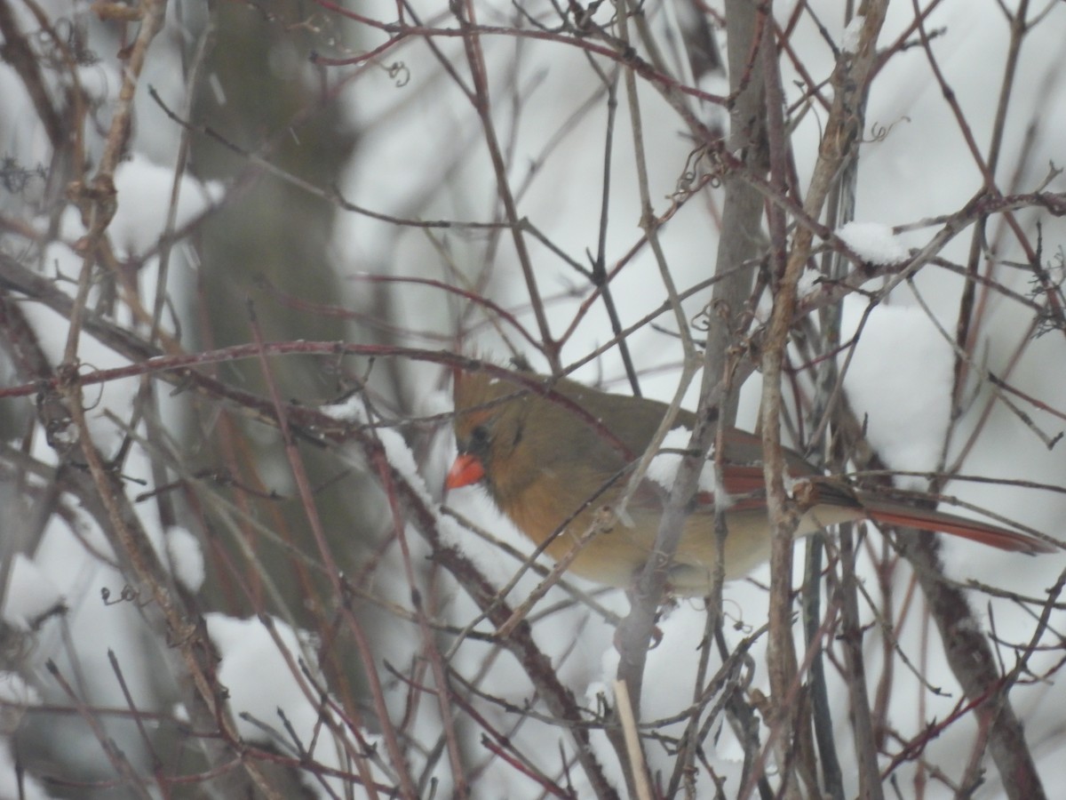 Northern Cardinal - ML646118659
