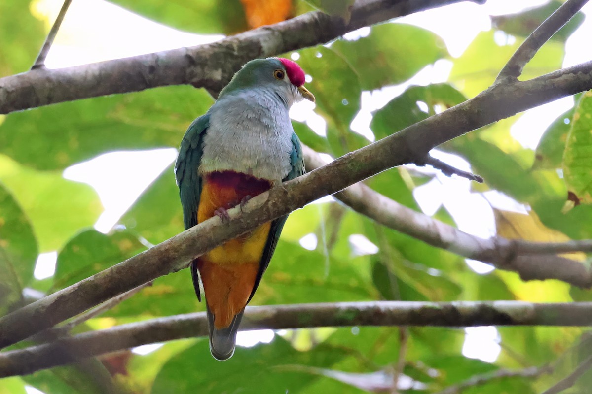 Beautiful Fruit-Dove - ML646118662