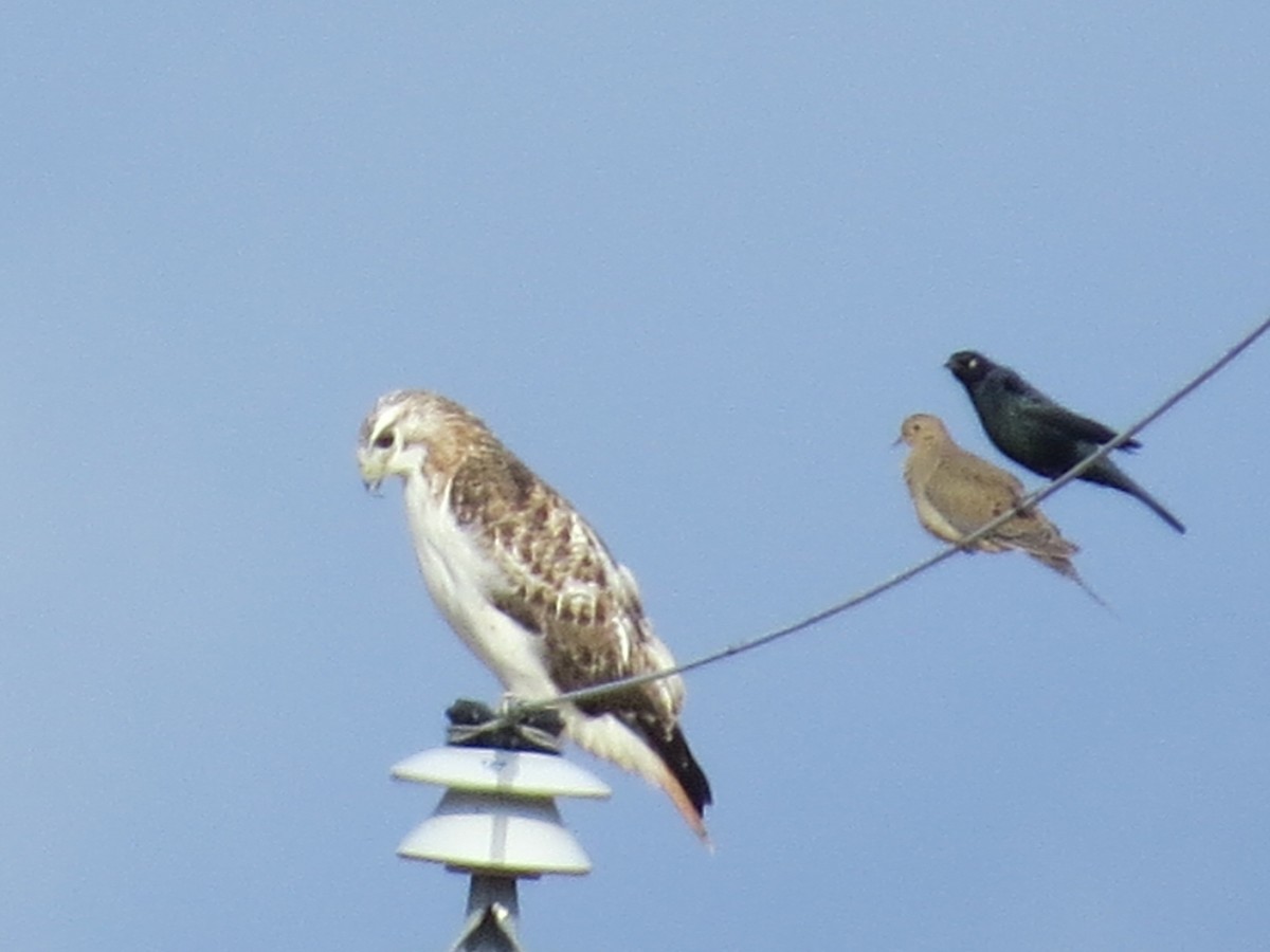 Poiana codarossa - ML646118663