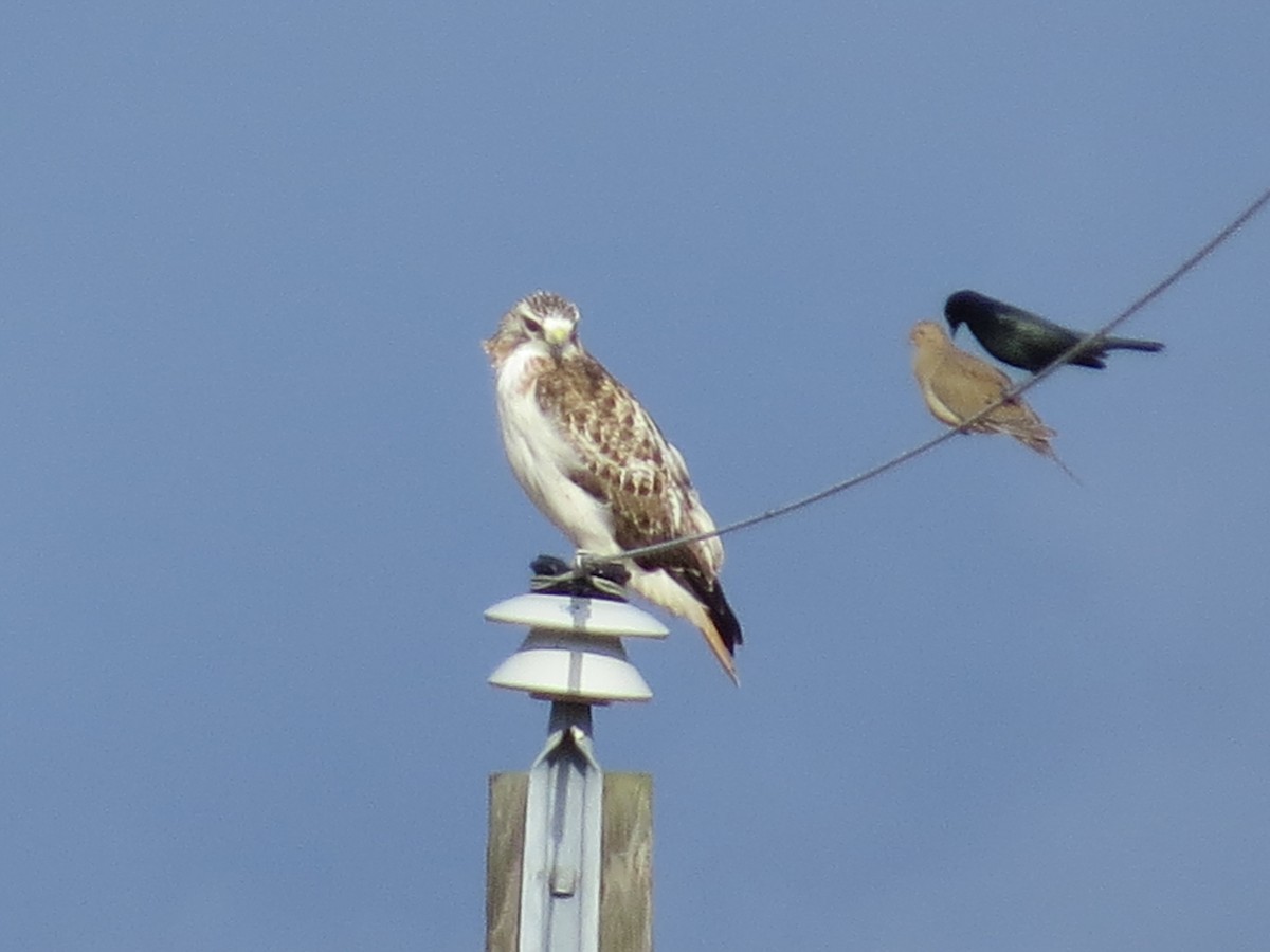 Poiana codarossa - ML646118664