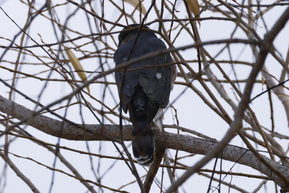 Sharp-shinned Hawk - ML646118667