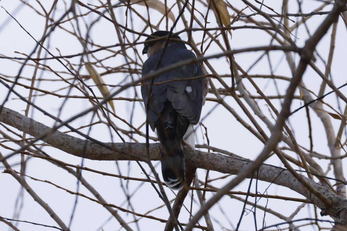 Sharp-shinned Hawk - ML646118668