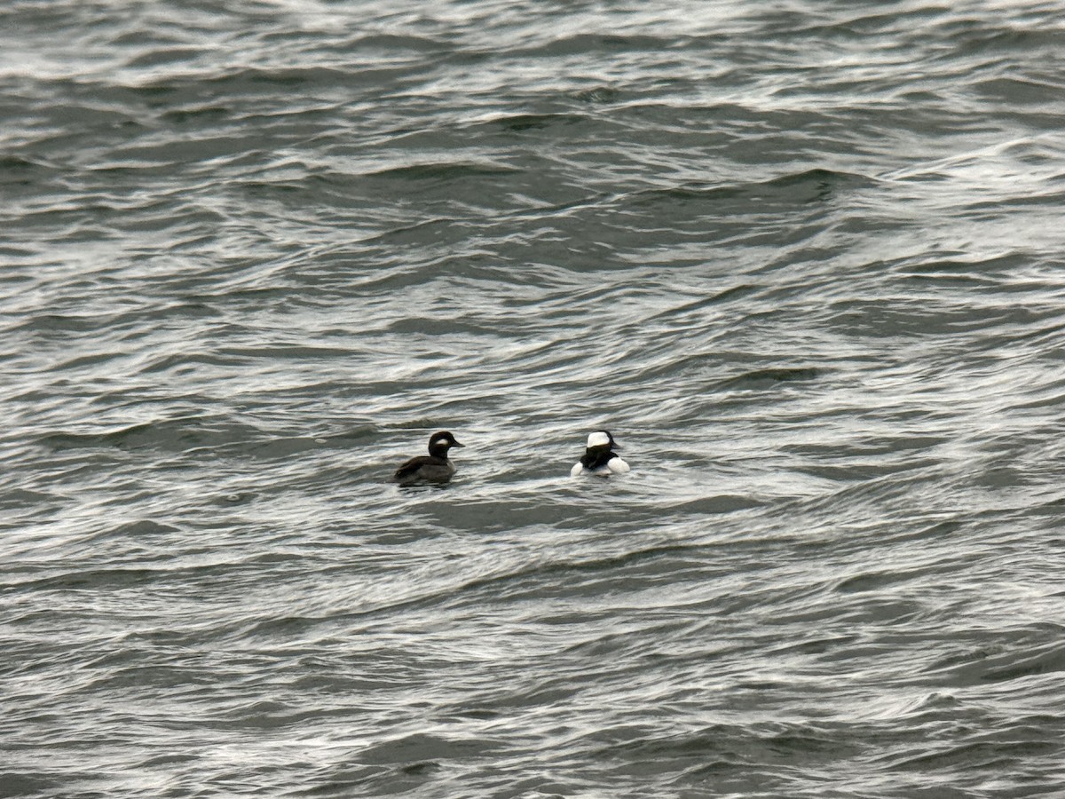 Bufflehead - ML646118671