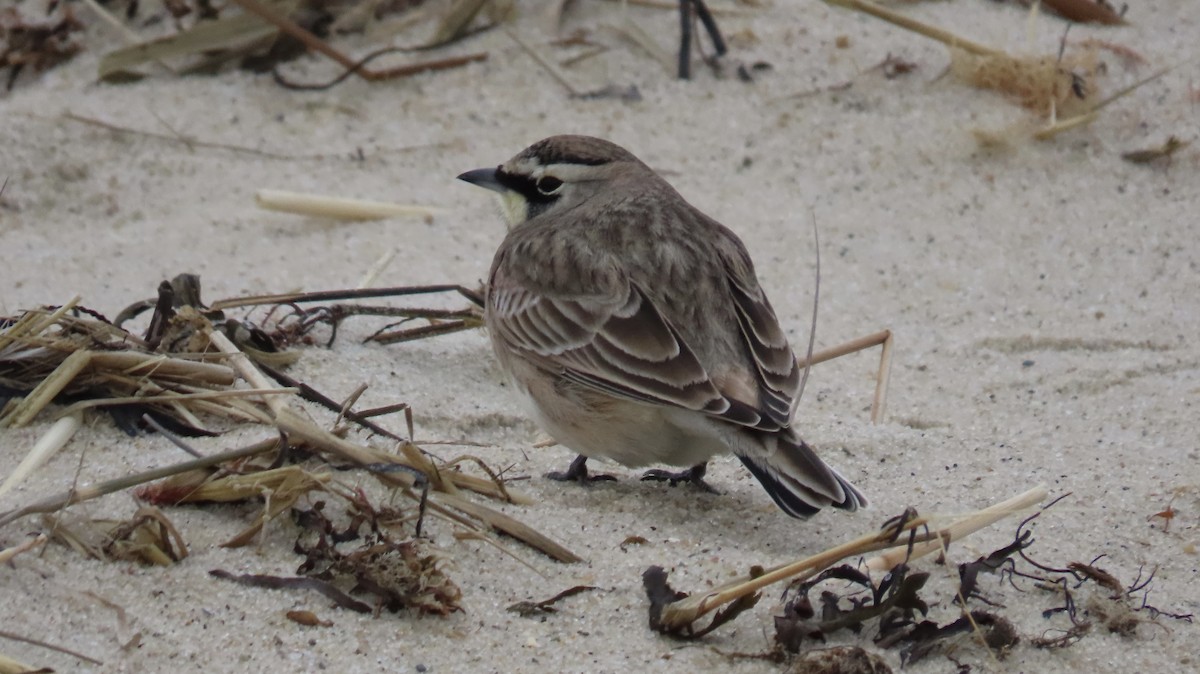 skřivan ouškatý - ML646118672