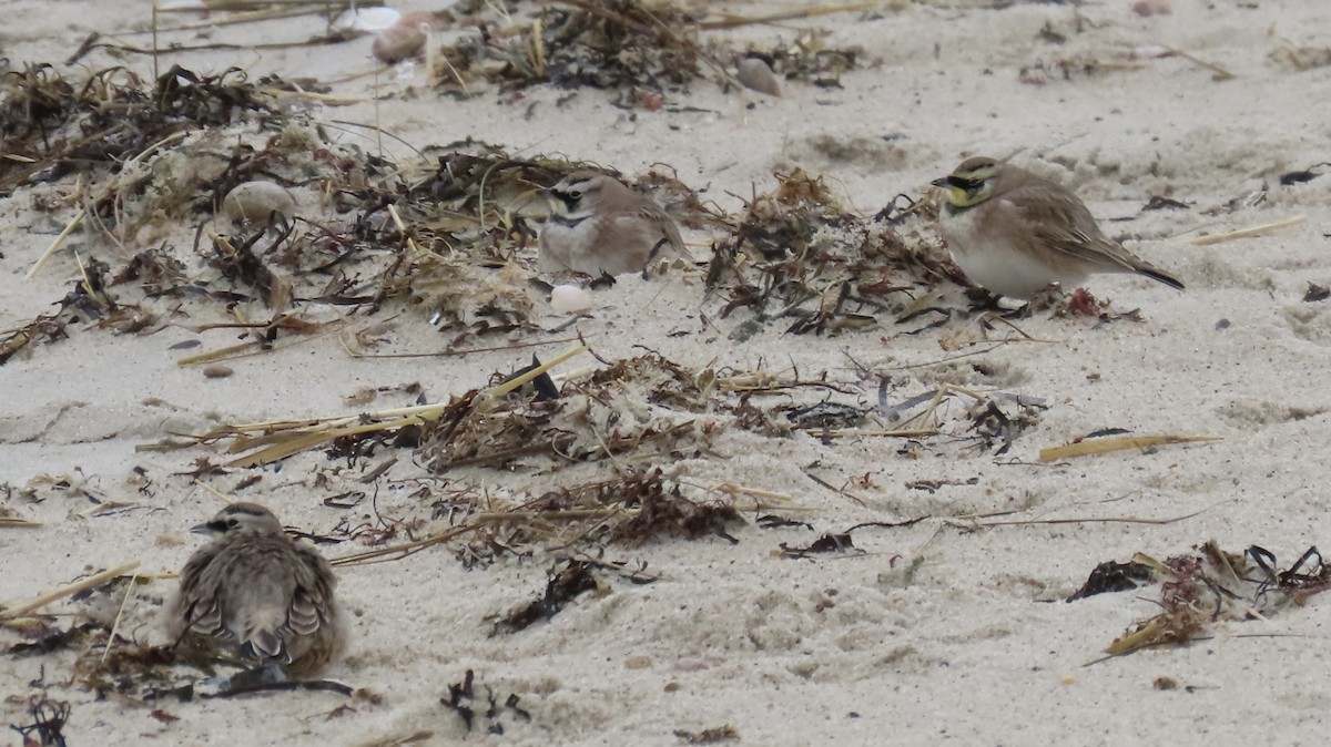 skřivan ouškatý - ML646118673