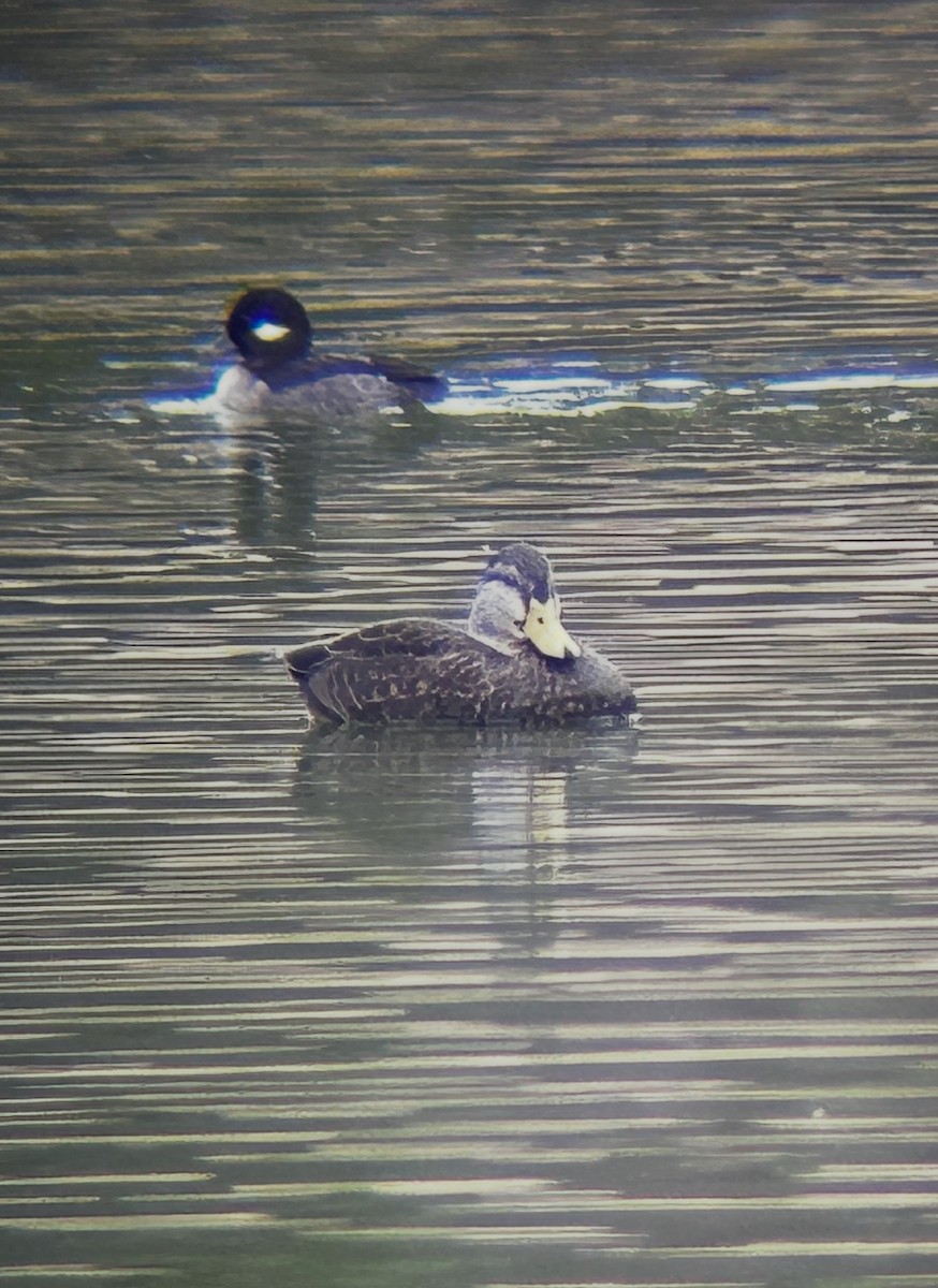 American Black Duck - ML646118680