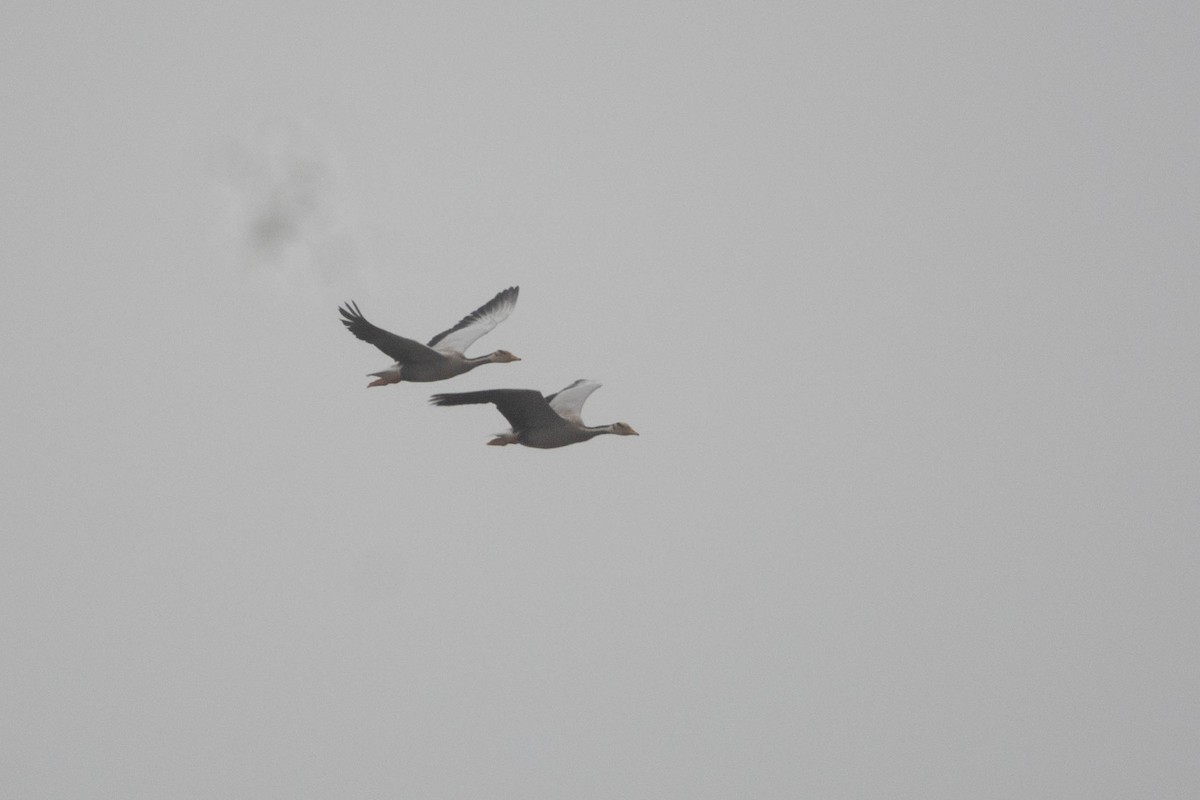 Oie à tête barrée - ML646118682