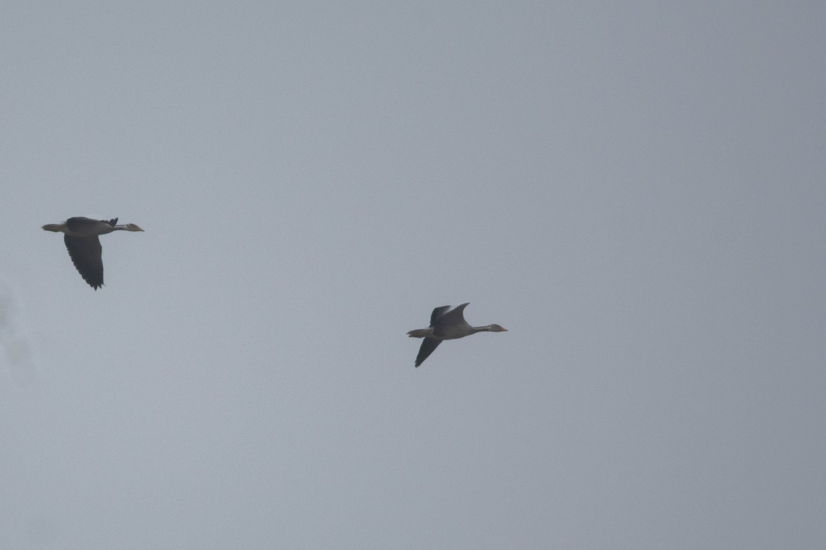 Oie à tête barrée - ML646118683